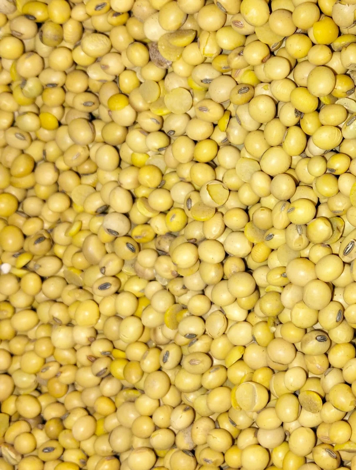 Kacang Kedelai