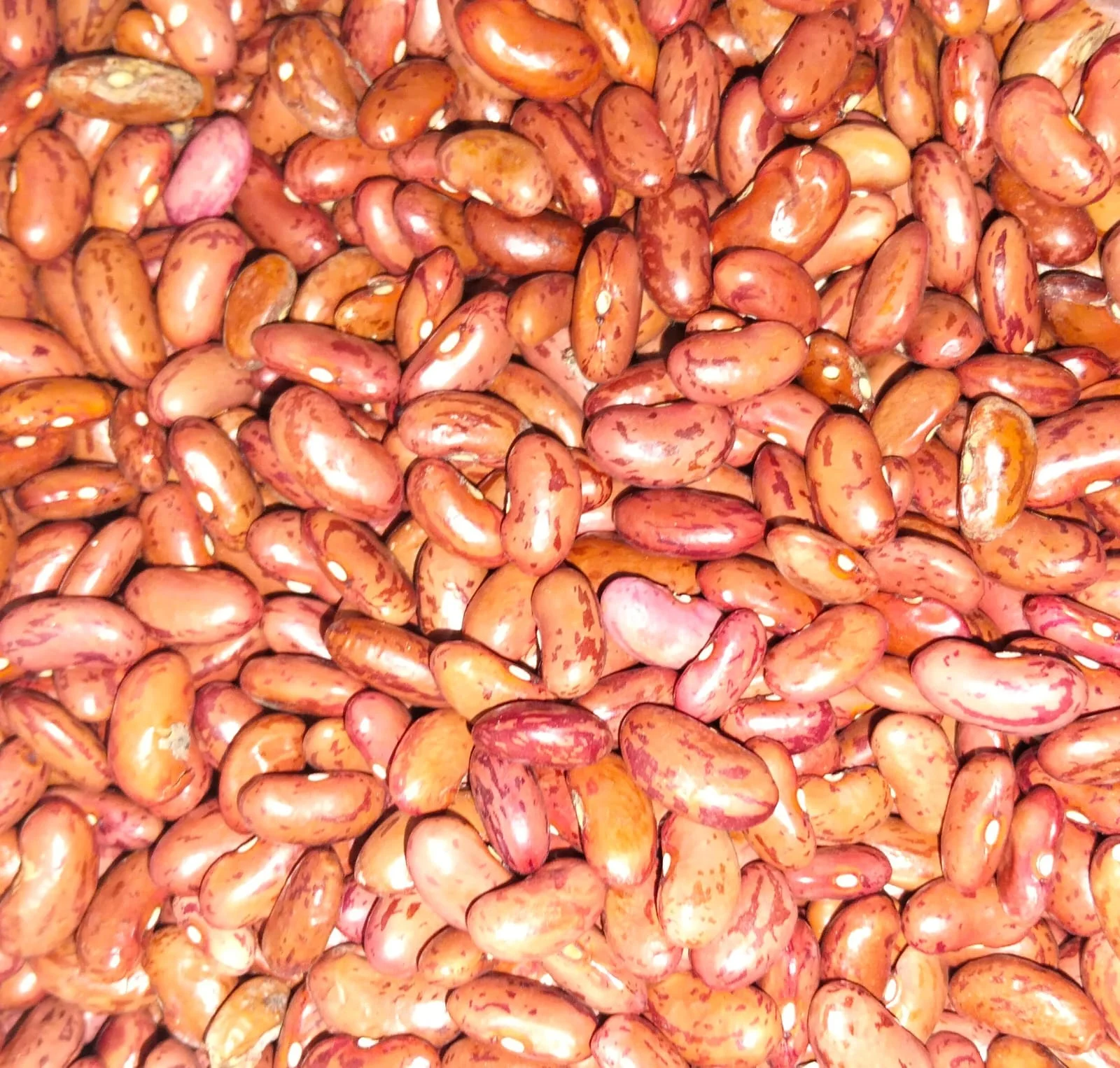 Kacang Merah